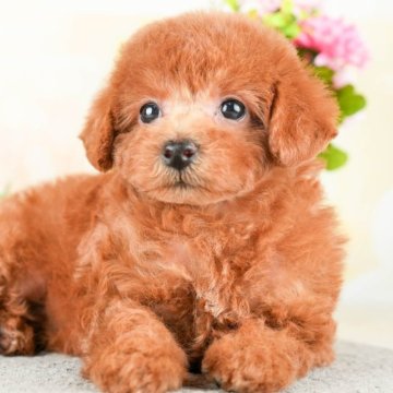 トイプードル(トイ)【茨城県・女の子・2023年10月6日・レッド】の写真「ベビーフェイスなお顔立ちにイチコロ💘」