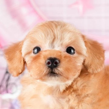 トイプードル(トイ)【茨城県・男の子・2024年7月20日・アプリコット】の写真「9/29(日)見学会開催😝」