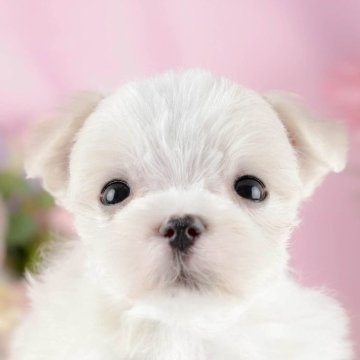 マルチーズ【茨城県・男の子・2024年6月5日・ホワイト】の写真「11/24(日)は相談会！詳しくはブログを見てね」