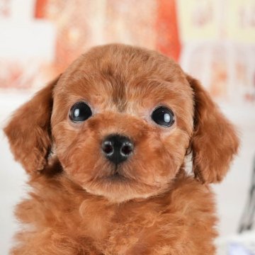 トイプードル(トイ)【茨城県・男の子・2024年8月5日・アプリコット】の写真「1/11(土)見学会開催🎍50頭以上集合💕」