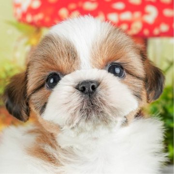 シーズー【茨城県・女の子・2024年2月28日・ゴールド&ホワイト】の写真「4月27日(土)見学会開催！」