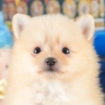 ポメラニアン【茨城県・男の子・2024年8月18日・クリーム】の写真「💕10月12日（土）子犬の見学会開催🥳」