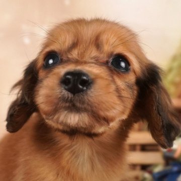 ミニチュアダックスフンド(ロング)【茨城県・男の子・2024年1月22日・レッド】の写真「人懐っこさ抜群！愛嬌抜群！完璧です✨」