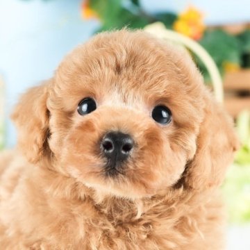 トイプードル(トイ)【茨城県・女の子・2024年6月18日・アプリコット】の写真「日・月・火曜に新しいワンちゃんを掲載しています💕」