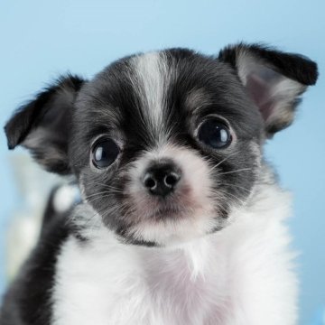 チワワ(ロング)【茨城県・男の子・2024年8月26日・ブラックタン&ホワイト】の写真「11/24(日)は相談会！詳しくはブログを見てね」