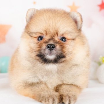 ポメラニアン【茨城県・男の子・2023年10月12日・オレンジ】の写真「遊ぶこと大好き！次は何して遊ぶ？🌟」
