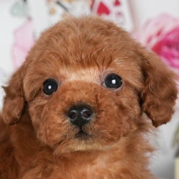 トイプードル(トイ)【茨城県・男の子・2024年1月13日・レッド】の写真「ごはんだいすき🌟」