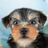 ヨークシャーテリア【茨城県・男の子・2024年6月6日・スティールブルー&タン】の写真1「🐶全頭総額表示(接種済ワクチン代・マイクロチップ代・健康診断料込)」