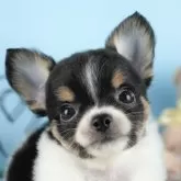 チワワ(ロング)【茨城県・男の子・2024年8月1日・ブラックタン&ホワイト】の写真1「🐶全頭総額表示(接種済ワクチン代・マイクロチップ代・健康診断料込)」