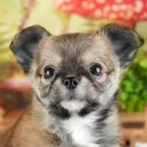 チワワ(ロング)【茨城県・女の子・2024年3月23日・レッドホワイト】の写真1「生後48日」