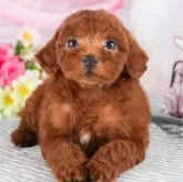 トイプードル(トイ)【茨城県・男の子・2024年5月10日・レッド】の写真2「複数頭見学もできるワン🐶」