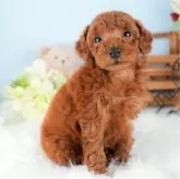 トイプードル(トイ)【茨城県・男の子・2024年6月5日・レッド】の写真2「複数頭見学もできるワン🐶」