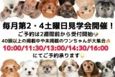 ポメラニアン【茨城県・男の子・2024年3月12日・オレンジ】の写真5「毎月第2・第4土曜日見学会開催!!」