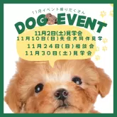 タイニープードル【茨城県・女の子・2024年9月7日・レッド】の写真5「11月10日(日)先住犬同伴OK🌟一緒に見学に来れるチャンス🔥枠が埋まる前にご予約を！🔍」