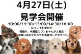 トイプードル(トイ)【茨城県・男の子・2024年1月18日・レッド】の写真5「4月27日(土)見学会開催！」