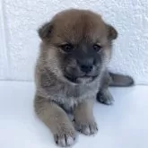 柴犬(標準サイズ)