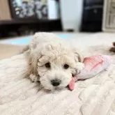 ビションプー(ビションフリーゼ×トイプードル)【千葉県・男の子・2025年12月3日・クリーム】の写真3「可愛いお顔です♬」