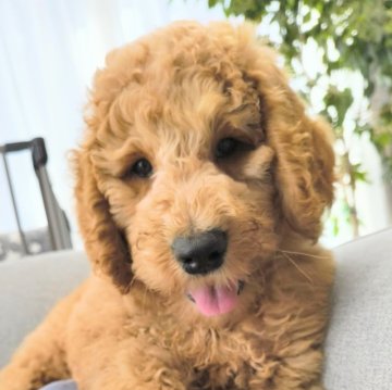 スタンダードプードル【千葉県・男の子・2024年11月29日・アプリコット】の写真「次男くんの魅力が詰まった動画をぜひご覧ください♪」