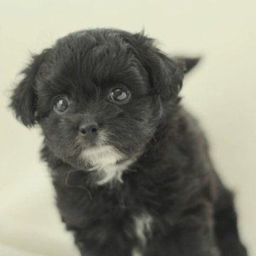 チワプー(チワワ✕トイプードル)【千葉県・男の子・2023年5月5日・ブラック】の写真「元気いっぱいな甘えん坊くん♪」