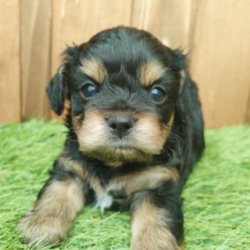 チワプー(チワワ×プードル)【千葉県・男の子・2023年5月9日・ブラックタン&ホワイト】の写真「短足イケメン兄弟のマイペース長男くん♪」