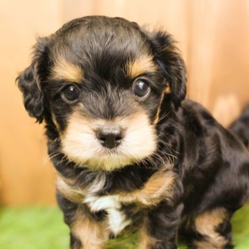 チワプー(チワワ×トイプードル)【千葉県・男の子・2024年5月21日・ブラックタン&ホワイト】の写真「マイペースおっとりチワプーくんです☆」