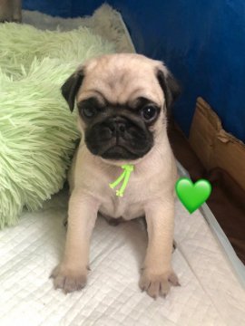 パグ【岩手県・男の子・2021年1月13日・フォーン】の写真「まんまるで可愛いです！」