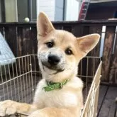 柴犬(標準サイズ)