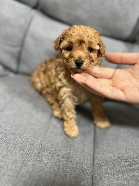 寺崎裕季子ブリーダーのブログ：たらちゃんBaby掲載しました🐩