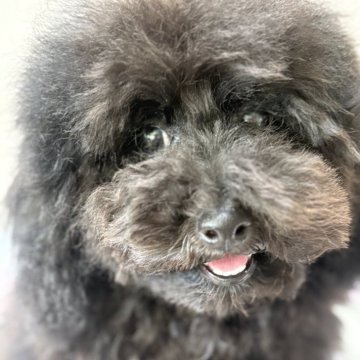 トイプードル(タイニー)【福岡県・男の子・2025年3月31日・ブラック】の写真「モコモコな男の子👦」