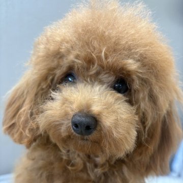 タイニープードル【福岡県・男の子・2025年2月9日・レッドフォーン】の写真「小さいけど元気いっぱい🐩」