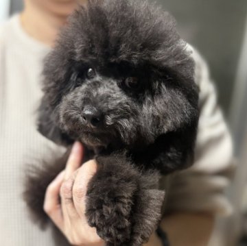 タイニープードル【福岡県・女の子・2025年3月31日・ブラック】の写真「モコモコの女の子👧」