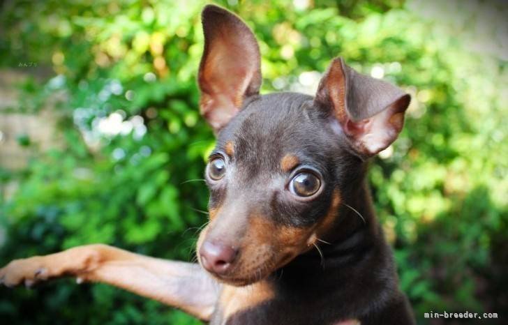 高司　華織(たかじ　かおり)ブリーダー(福岡県・ミニチュアピンシャーなど・JKC登録)の紹介写真2