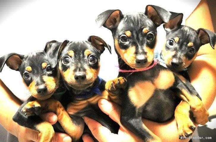 高司　華織(たかじ　かおり)ブリーダー(福岡県・ミニチュアピンシャーなど・JKC登録)の紹介写真6