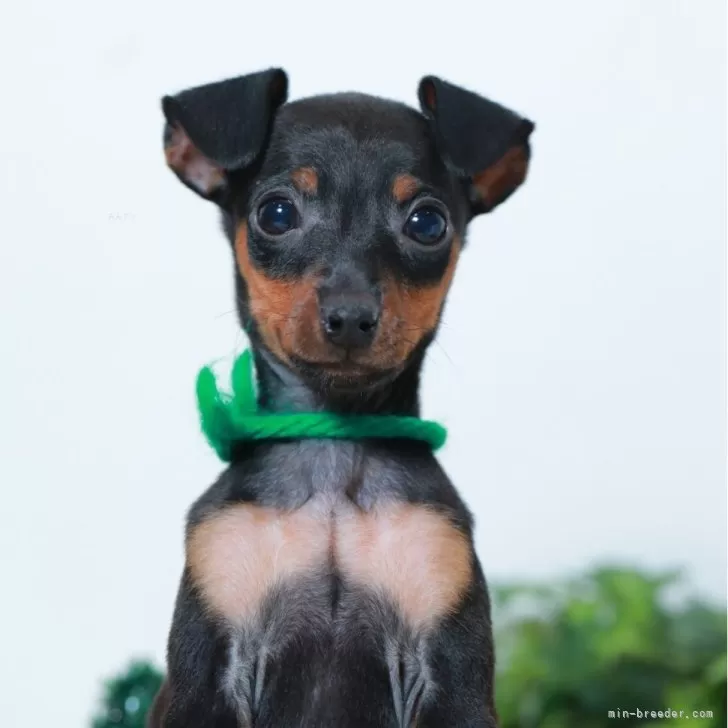 ID：2412-05516の子犬