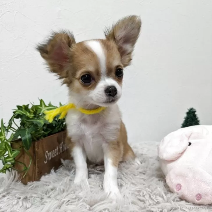 M.A 様のお迎えした子犬