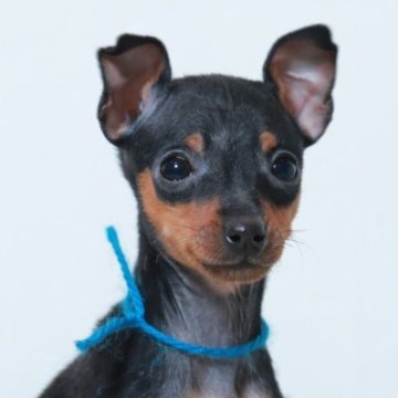 ミニチュアピンシャー【福岡県・男の子・2024年10月17日・ブラックタン】の写真「小柄な男の子」