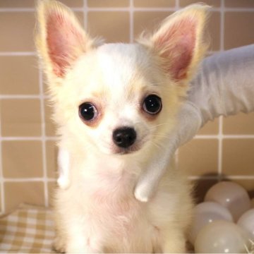 チワワ(ロング)【福岡県・男の子・2024年5月11日・クリーム】の写真「母性本能♡くすぐりクン」