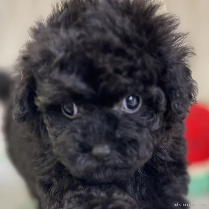 ID:2412-05916の子犬