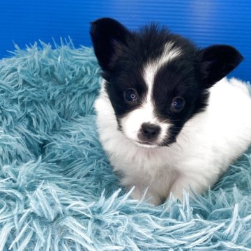 パピヨン【福岡県・女の子・2025年10月9日・ホワイトアンドブラック】の写真「かわいい女の子です」