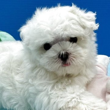 マルチーズ【福岡県・男の子・2025年8月29日・ホワイト】の写真「遊ぶの大好き」