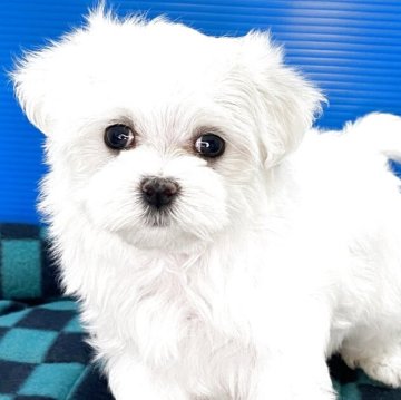 マルチーズ【福岡県・女の子・2025年10月4日・ホワイト】の写真「かわいい女の子です」