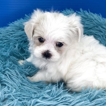 マルチーズ【福岡県・女の子・2025年10月4日・ホワイト】の写真「かわいい女の子です」