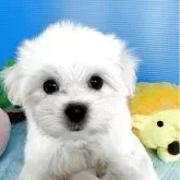 マルチーズ