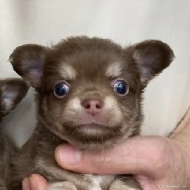 ID:2307-03289の子犬