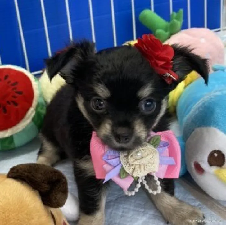 ID：2208-00533の子犬
