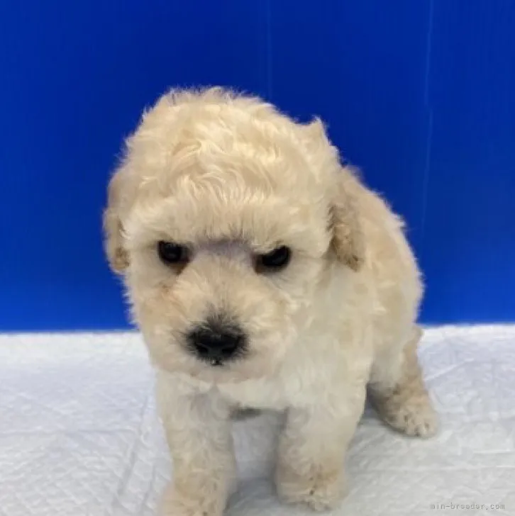 ID:2303-03311の子犬