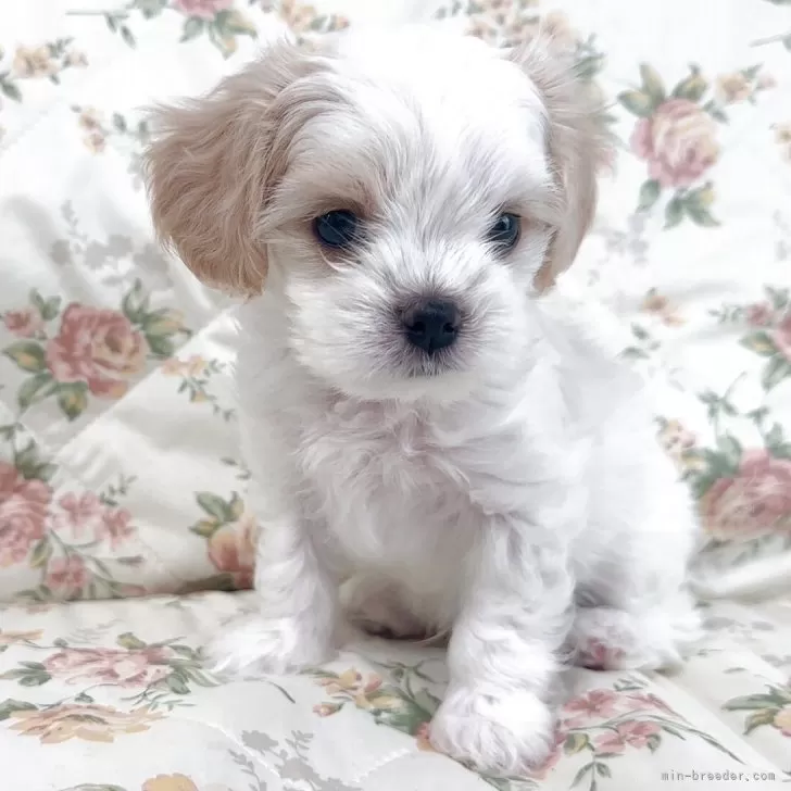 ID：2504-05050の子犬