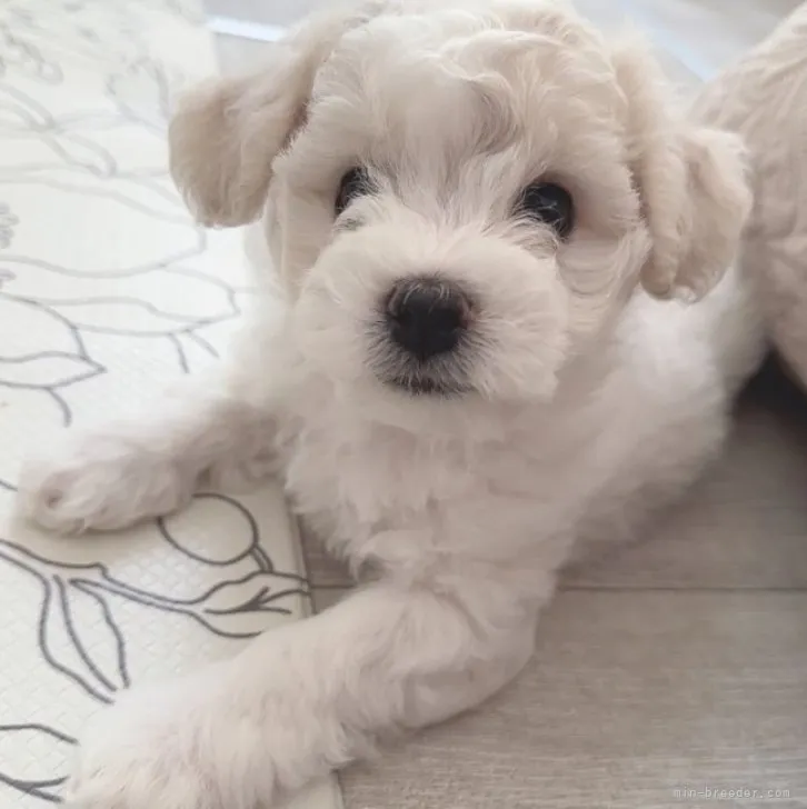 ID：2303-03329の子犬