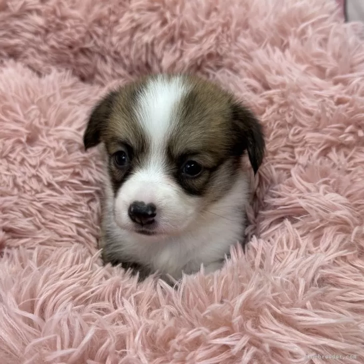 ID：2412-00223の子犬