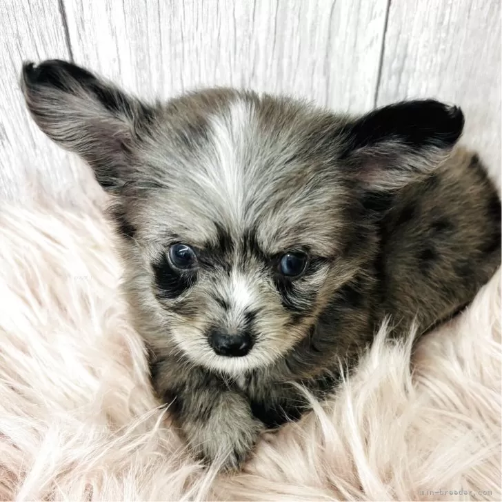 チワプー(チワワ×トイプードル)【香川県・男の子・2025年7月11日・ブルーマール】の写真1